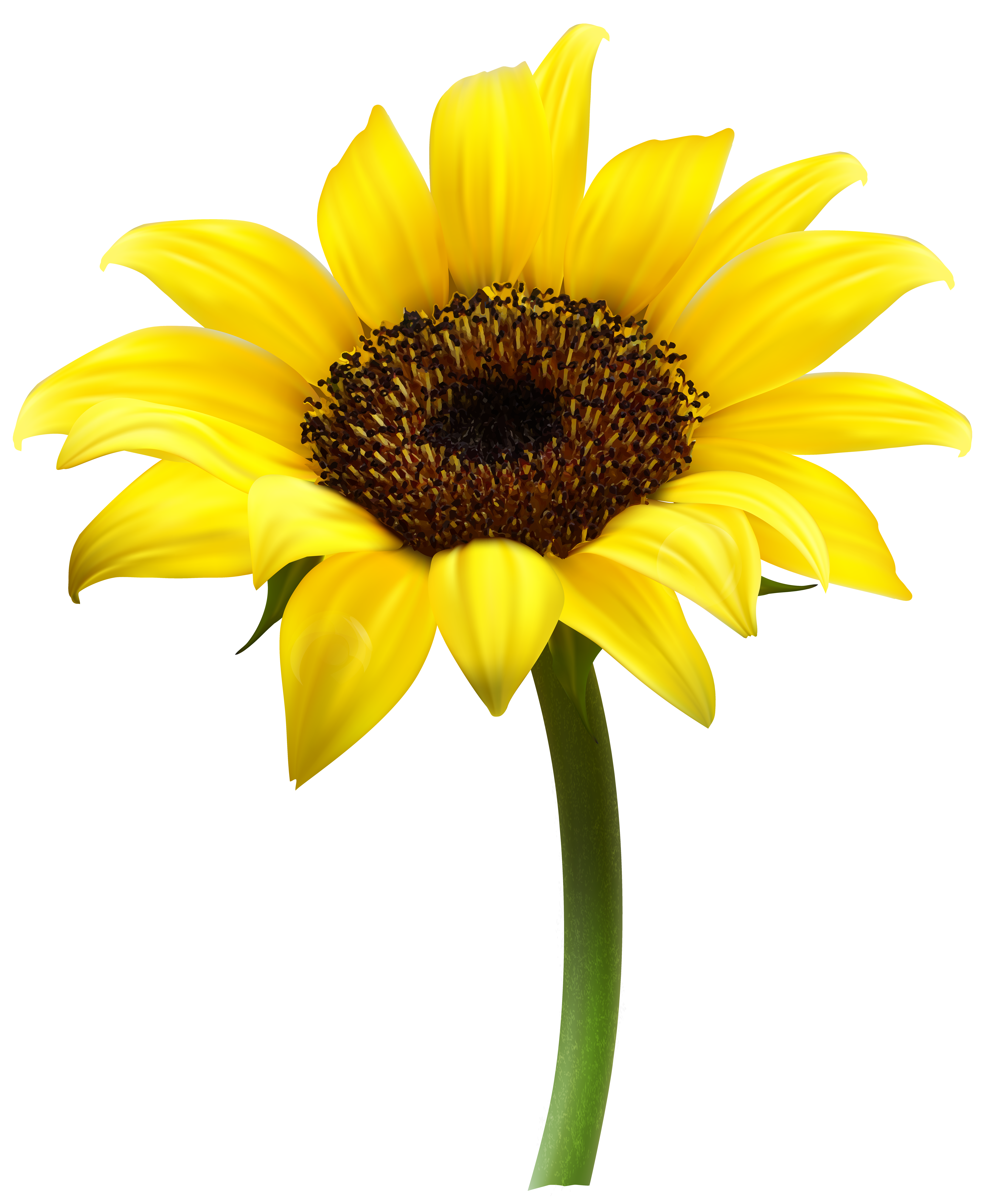 Beautiful Sunflower Transparent PNG Clip Art Image Clip Art Library Beautiful Sunflower Transparent PNG Clip Art Image Clip Art Library