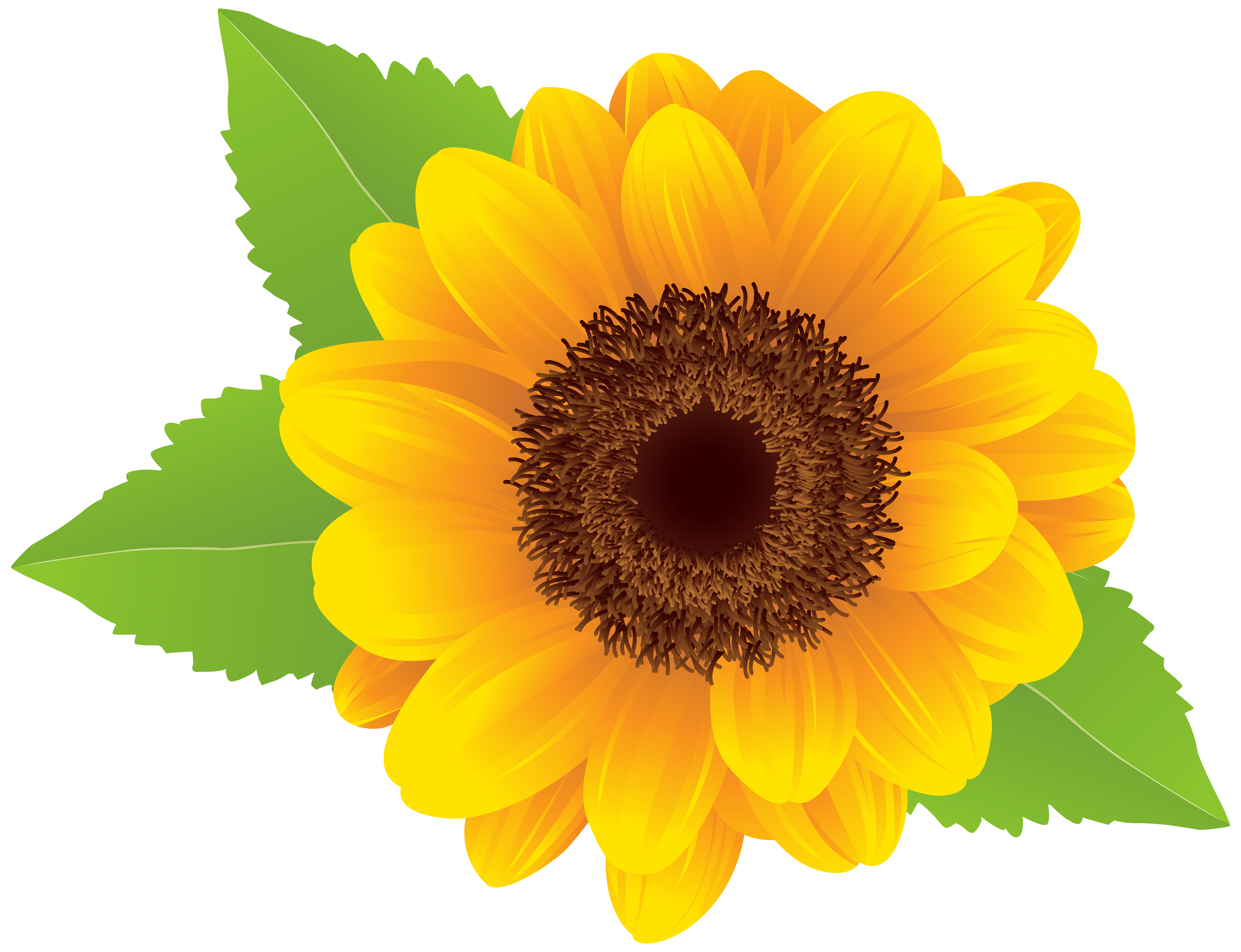 Printable Sunflower Clipart Printable Sunflower Clipart