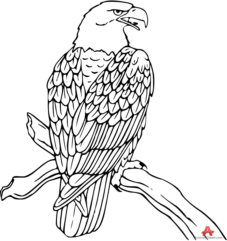 Bald Eagle Drawings