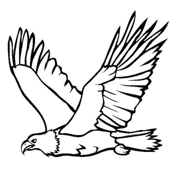 soaring eagle sketch