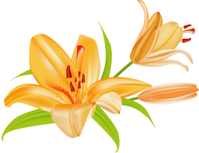 Free Stargazer Lily Cliparts Download Free Stargazer Lily Cliparts Png