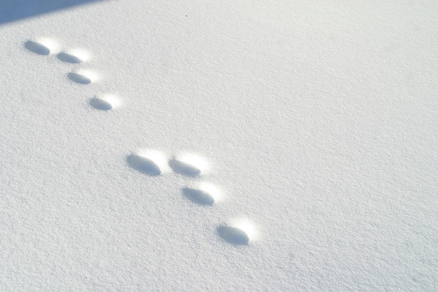 Rabbit Tracks In Snow Black And White Clipart