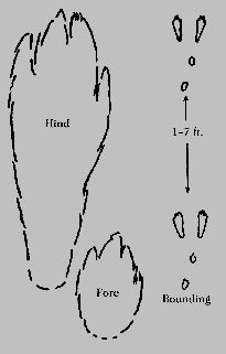 Free Bunny Footprints Cliparts Download Free Bunny Footprints Cliparts