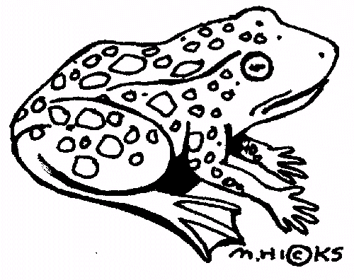 Young frog clipart