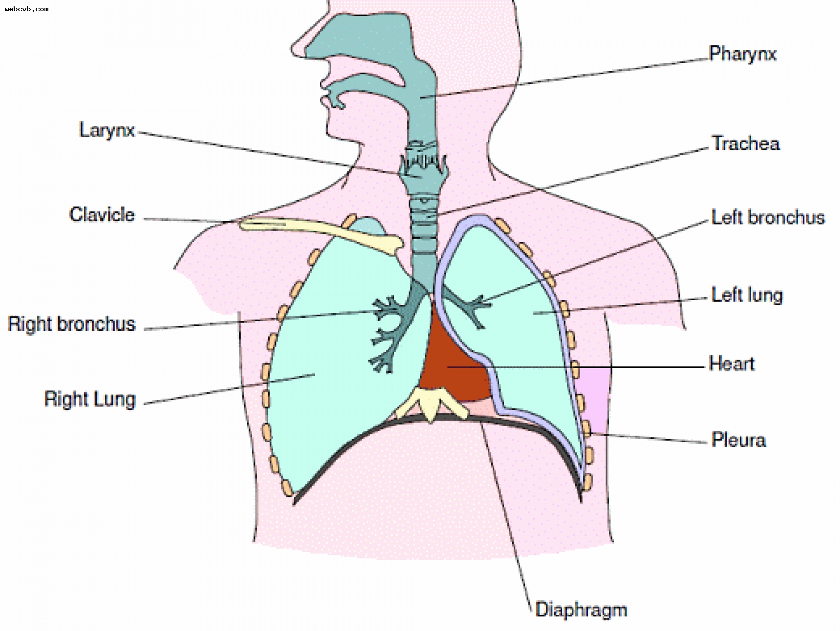 Respiratory System Scientific Diagram Clip Art Library