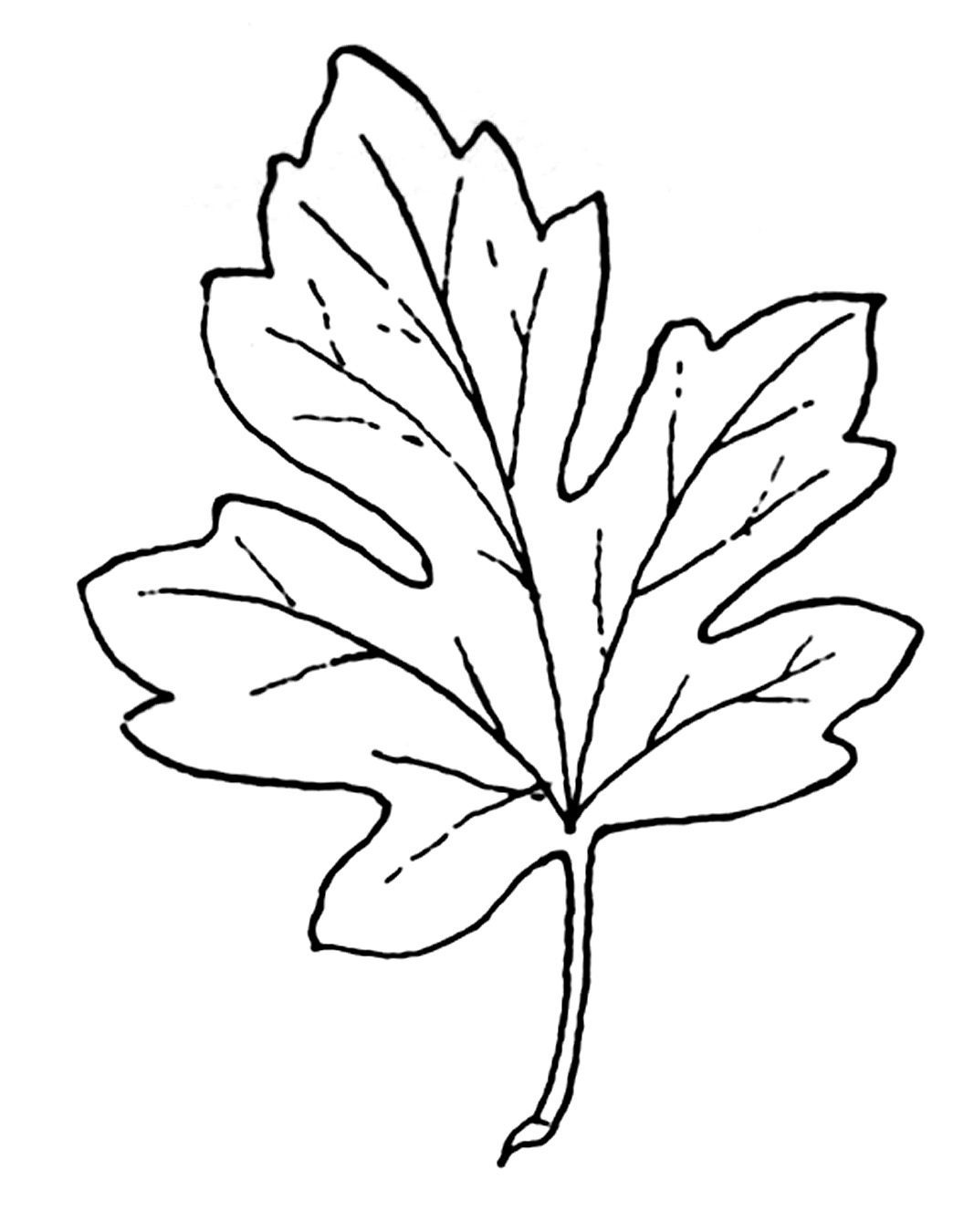 Leaf black and white clipart