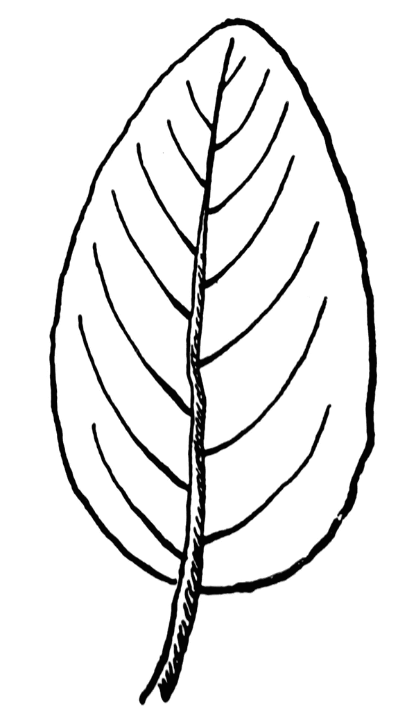 Leaf clip art black and white
