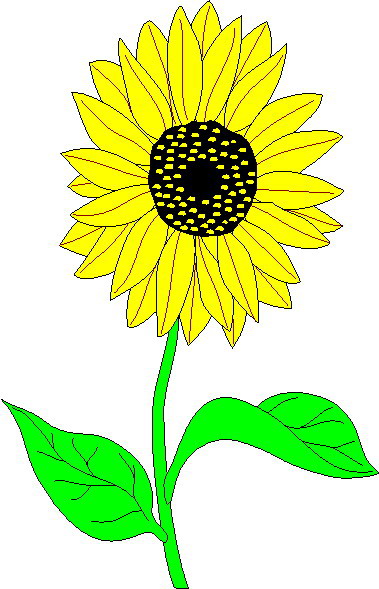 Cartoon Sunflower Pictures