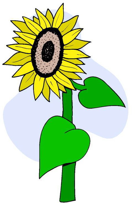 Sunflower Cartoon Clipart Clipart