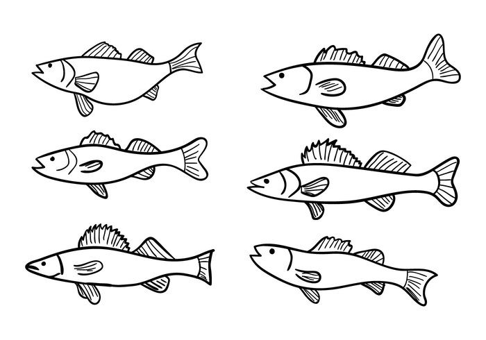 Free Walleye Outline Cliparts, Download Free Walleye Outline Cliparts
