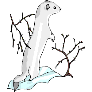 Ermine 2 clipart, cliparts of Ermine 2 free download