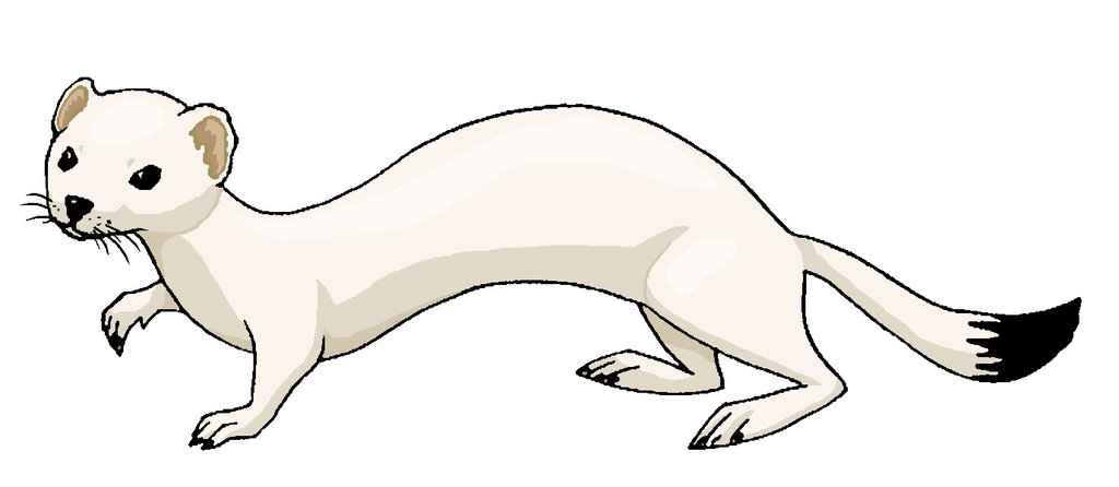 Stoat Clip Art Style by MisterBug 