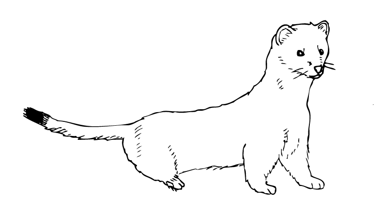 Free coloring pages of ermine