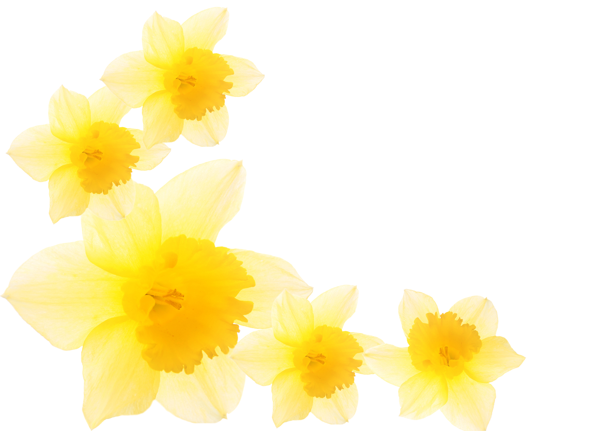 Daffodil Border Clipart 37889