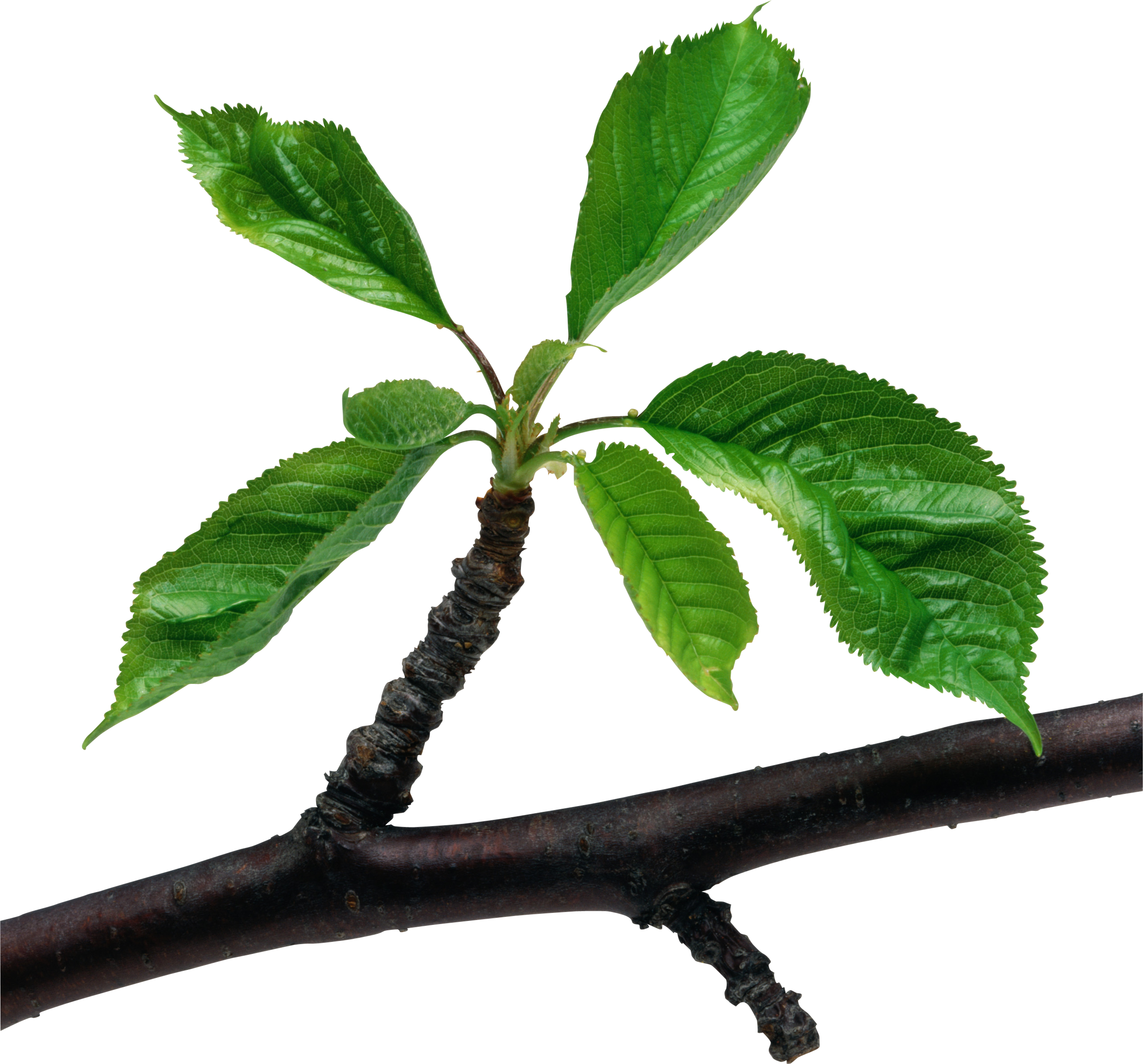 Free Branch Leaves Cliparts, Download Free Branch Leaves Cliparts png