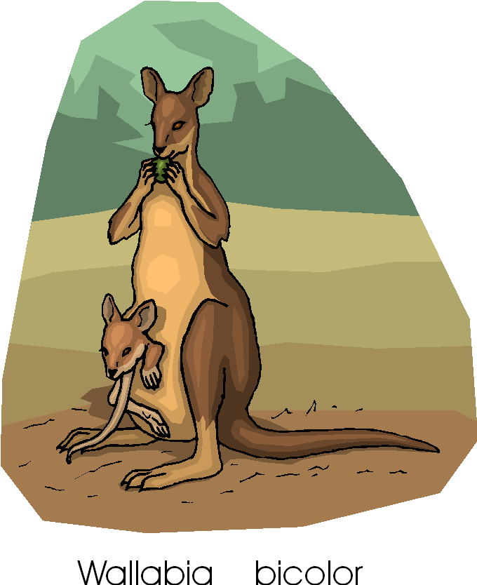 Kangaroo Eat Fruit Free Animal Clipart