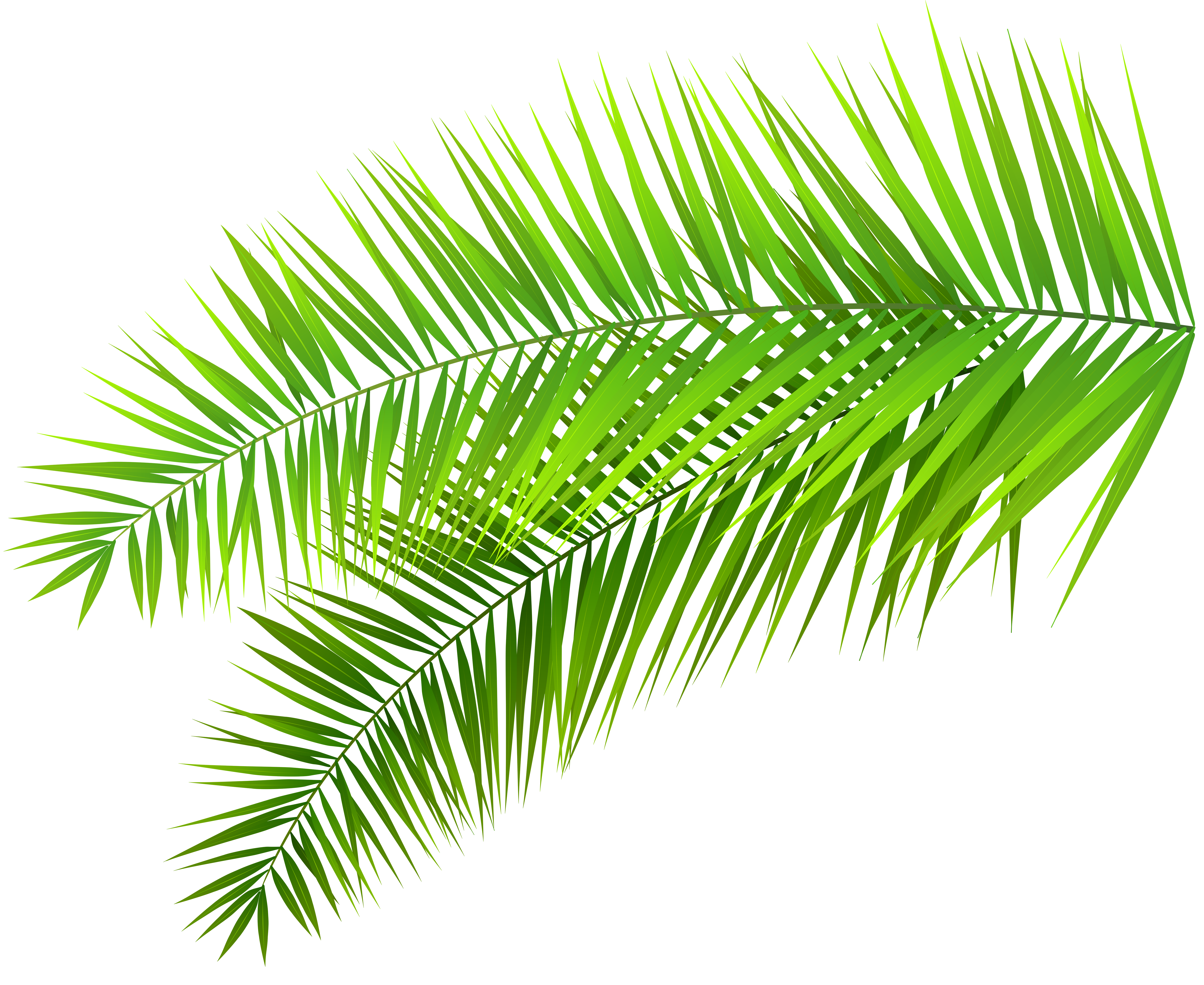 Free Green Leaf Of Palm Tree On Transparent Background Png File