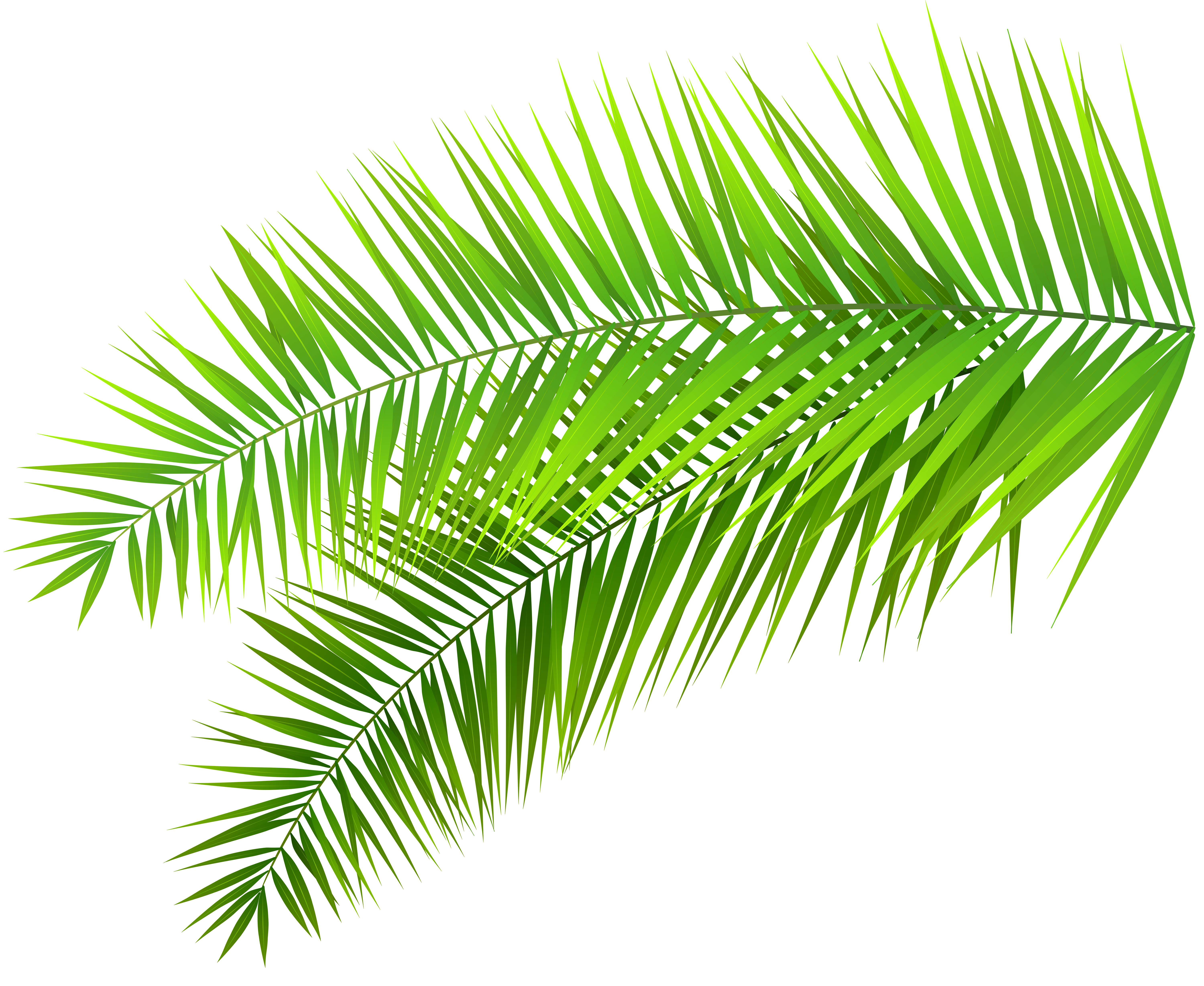 Arecaceae Palm Branch Leaf Tree Clip Art Palm Tree Png Download Free Transparent