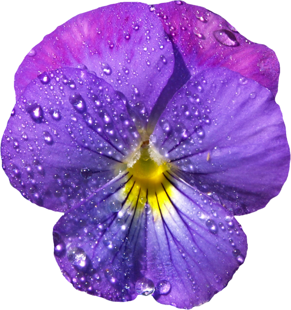 violet flower painting - Clip Art Library