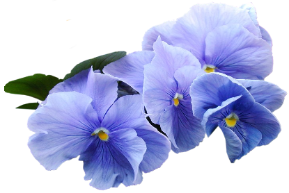 Blue Violet Flower PNG Clipart