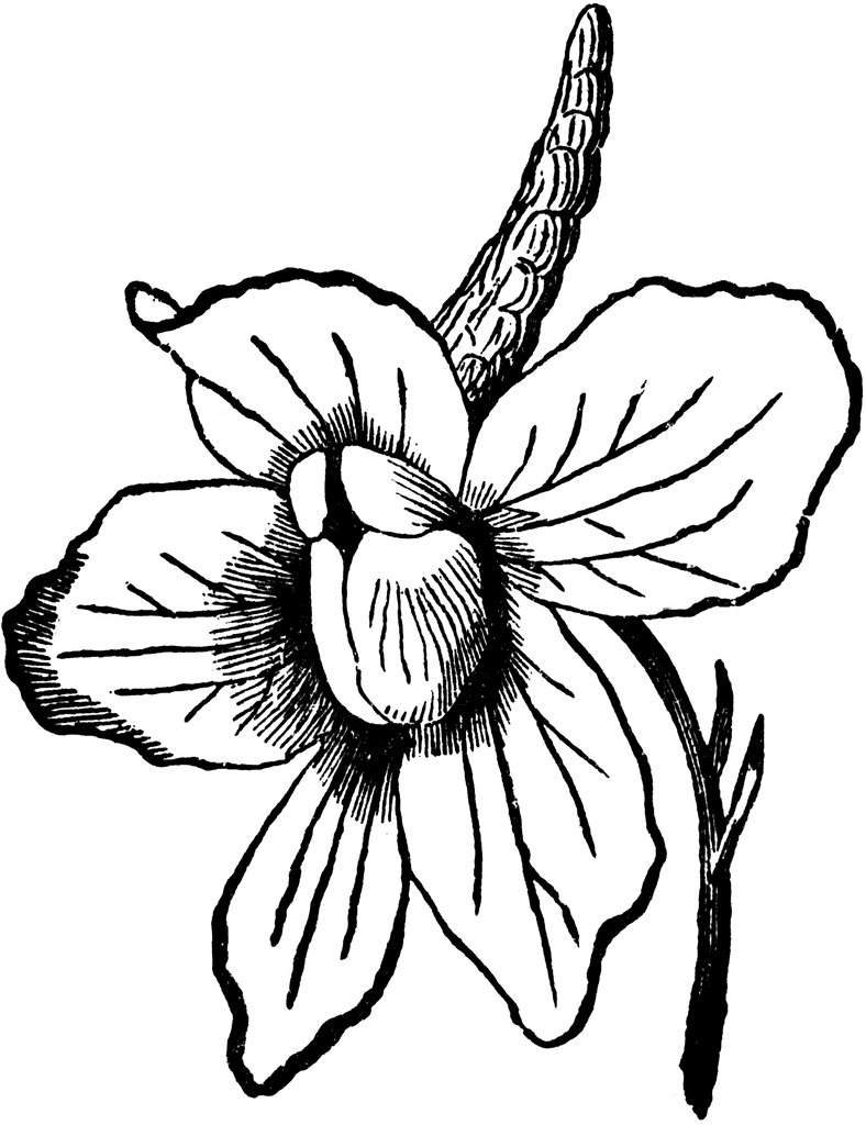 Larkspur Flower Svg Clip Art Library