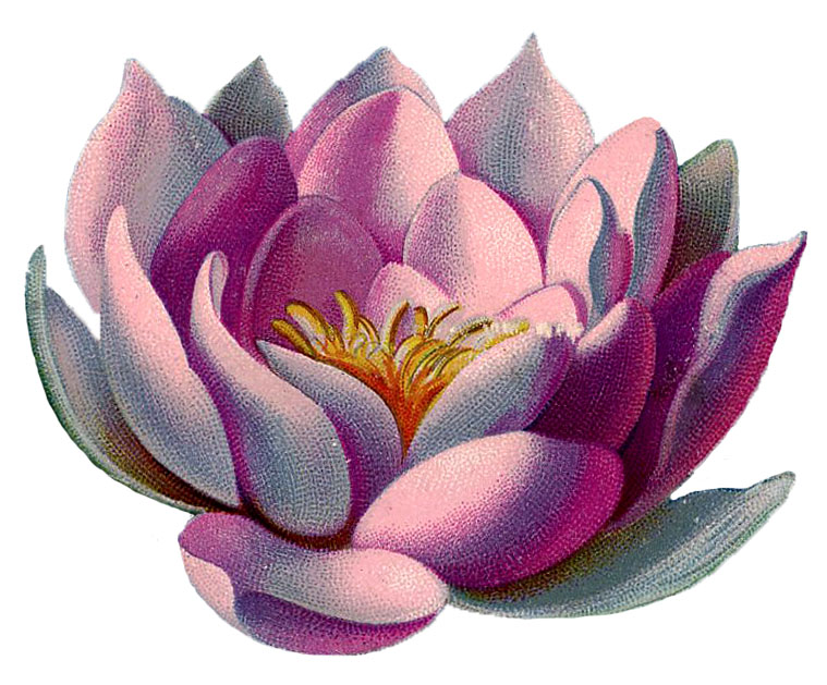 Free purple water lily clipart