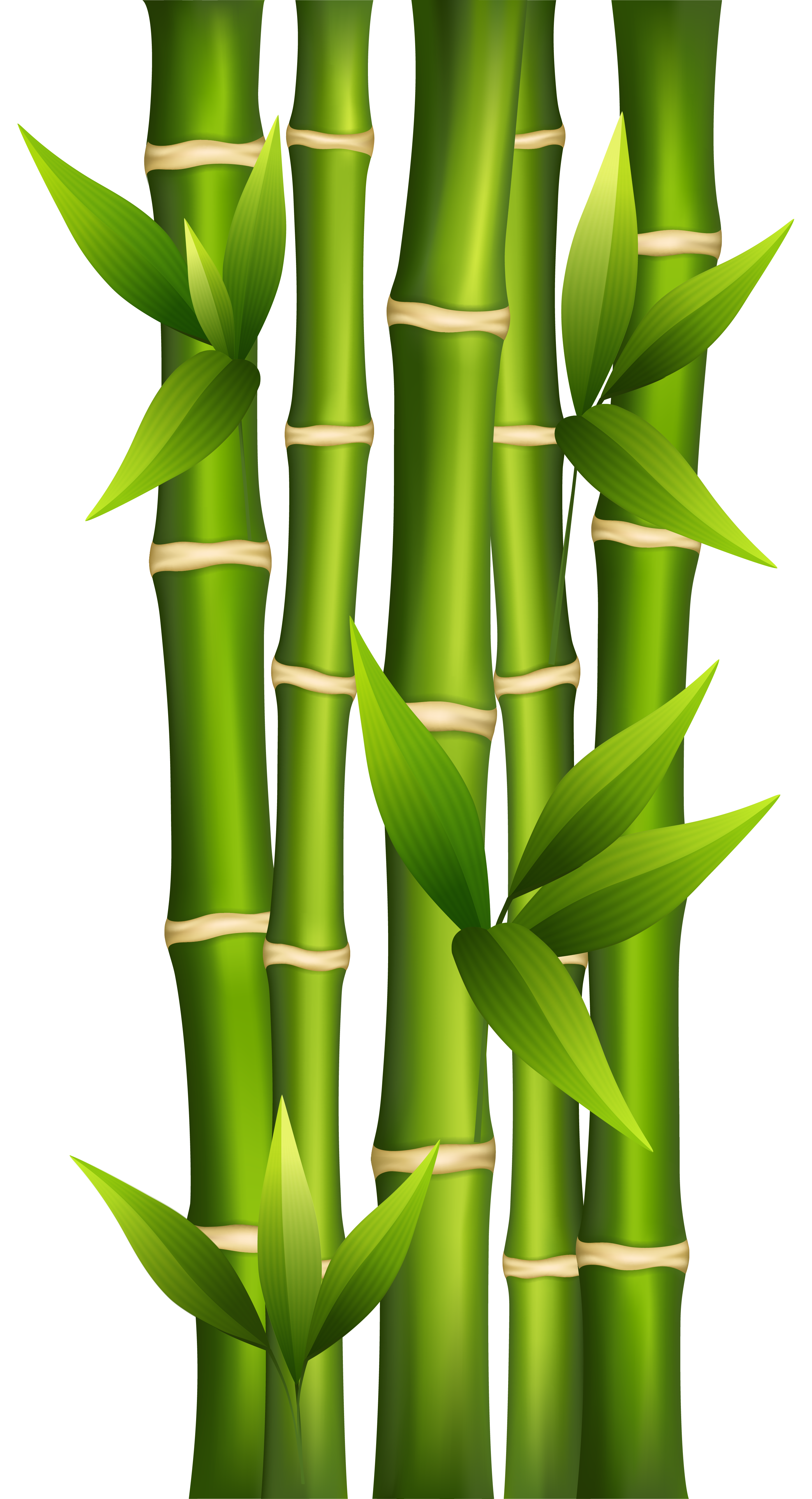 Free Bamboo Background Cliparts, Download Free Bamboo Background