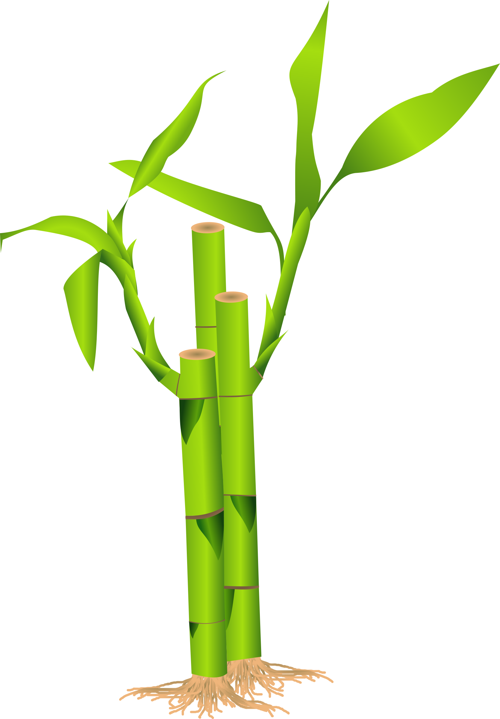 Bamboo clipart no background