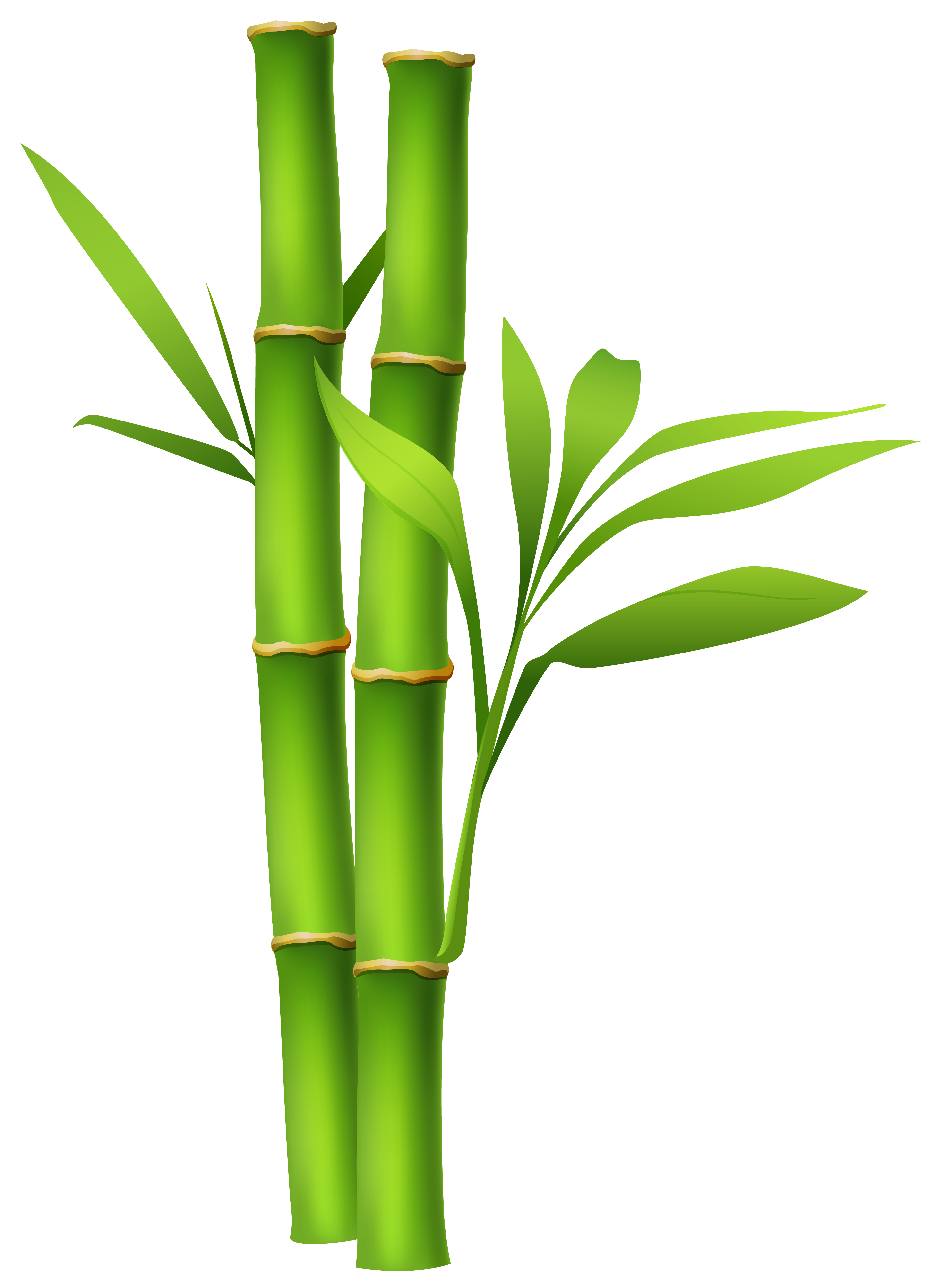 bamboo stalk clipart