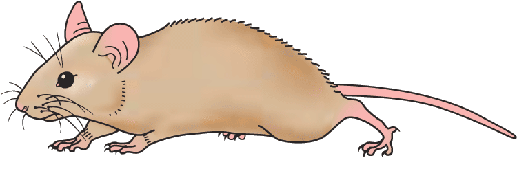 Mouse animal clipart
