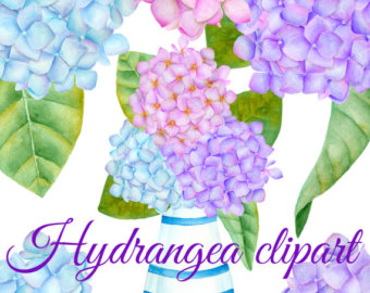 Hydrangea clipart