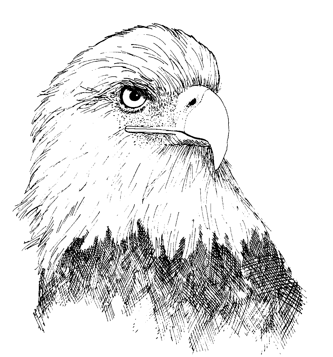 black and white picture of eagles - Clip Art Library.