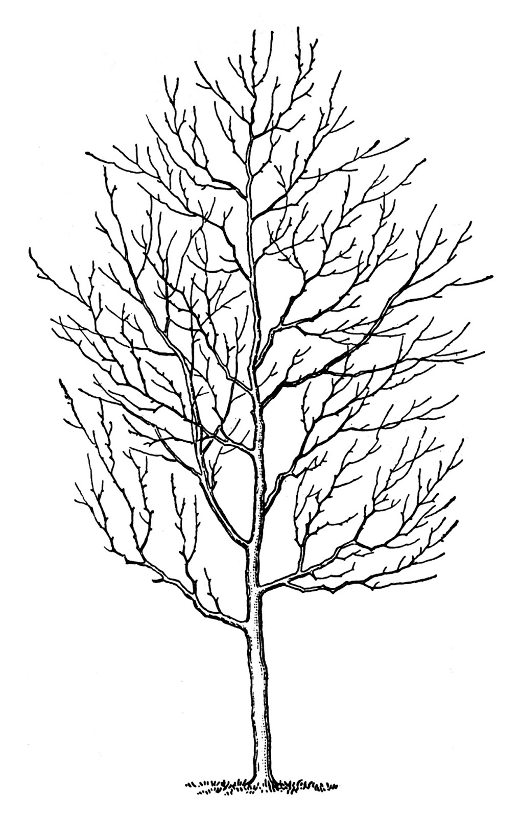 Winter Tree Free Clipart