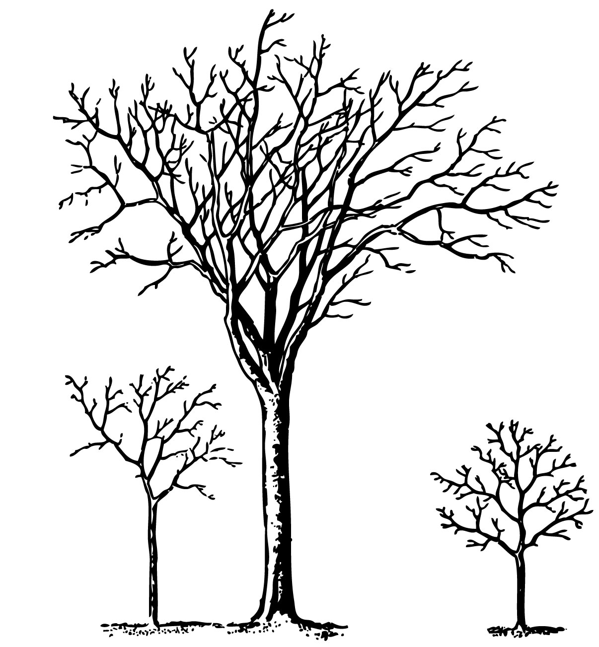 Winter Tree Clipart Black And White