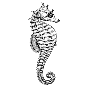 seahorse clipart, cliparts of seahorse free download