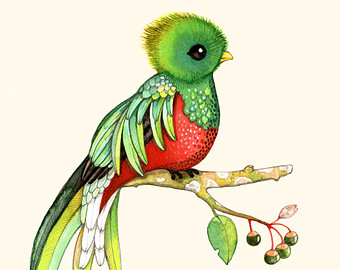 Quetzal clipart