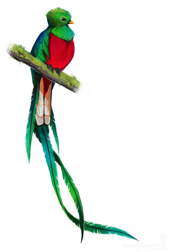 Resplendent Quetzal by *CoyoteMange on deviantART