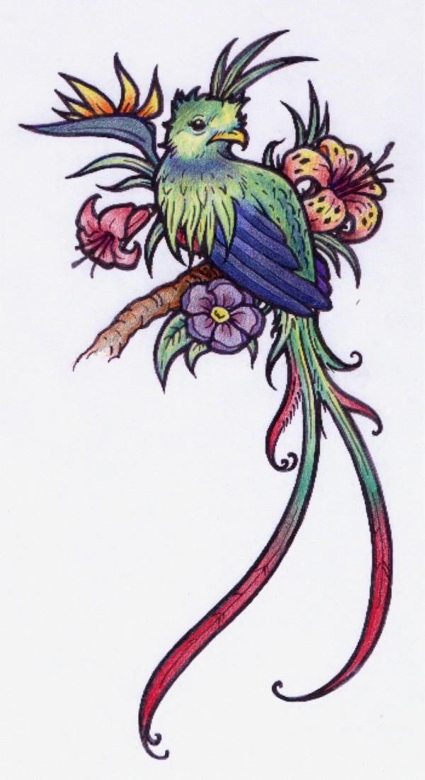 Sketch of Quetzal. I would like to have a tattoo of this bird at