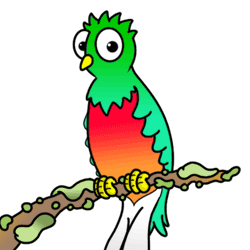 How to Draw a Quetzal Bird