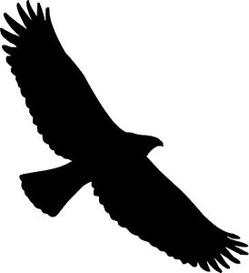 Eagle Bird Silhouette