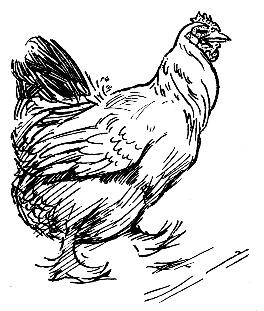 Chicken Line Art