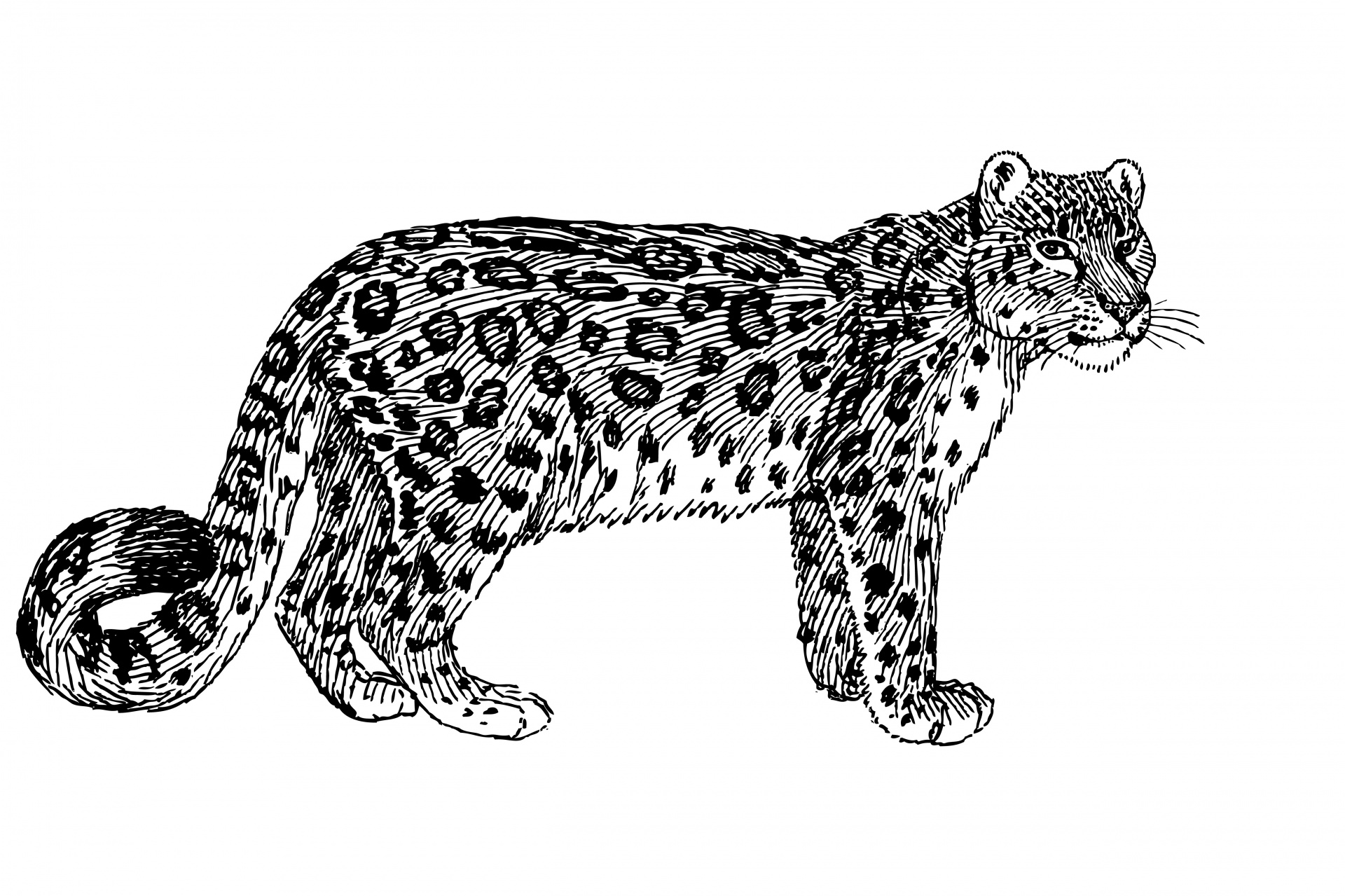Black leopard clipart hd