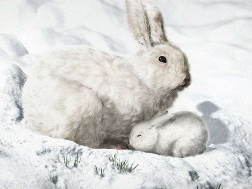 Cute Arctic Hare Cartoon | background landscape