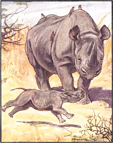 Free Rhinoceros Clipart, 1 page of Public Domain Clip Art