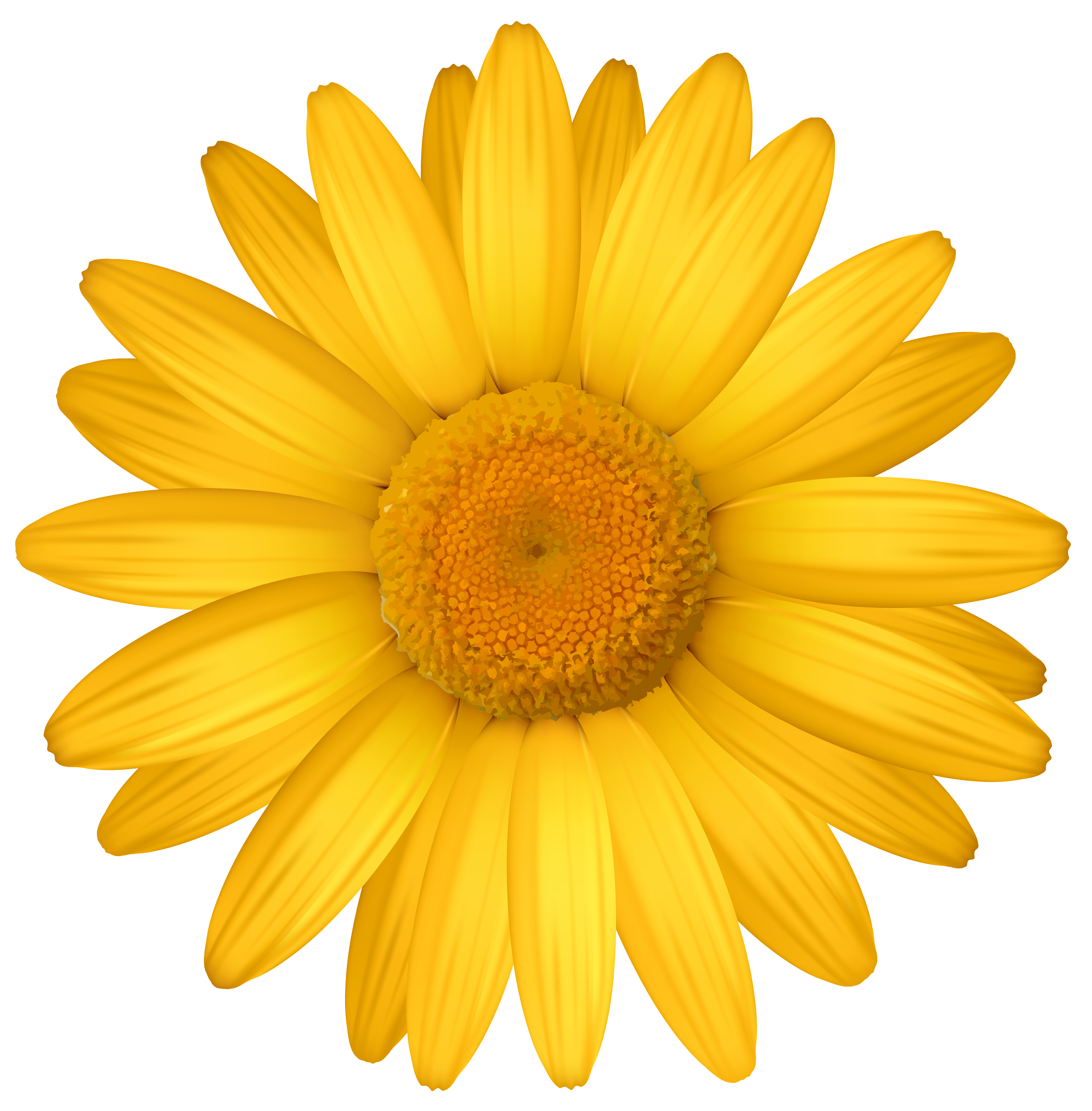 Yellow Daisy PNG Clipart Image