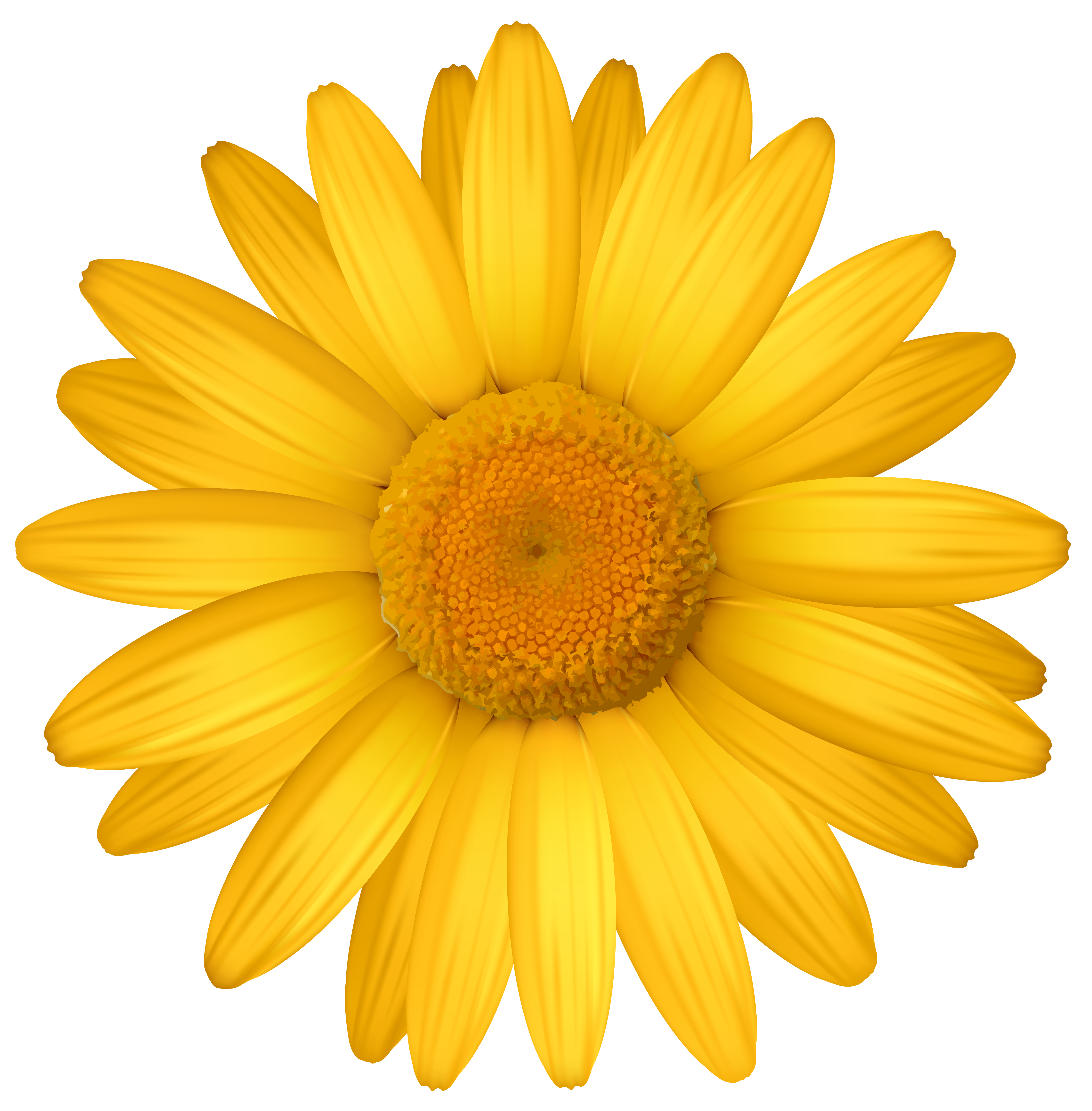 Free Yellow Daisy Png, Download Free Yellow Daisy Png png images, Free