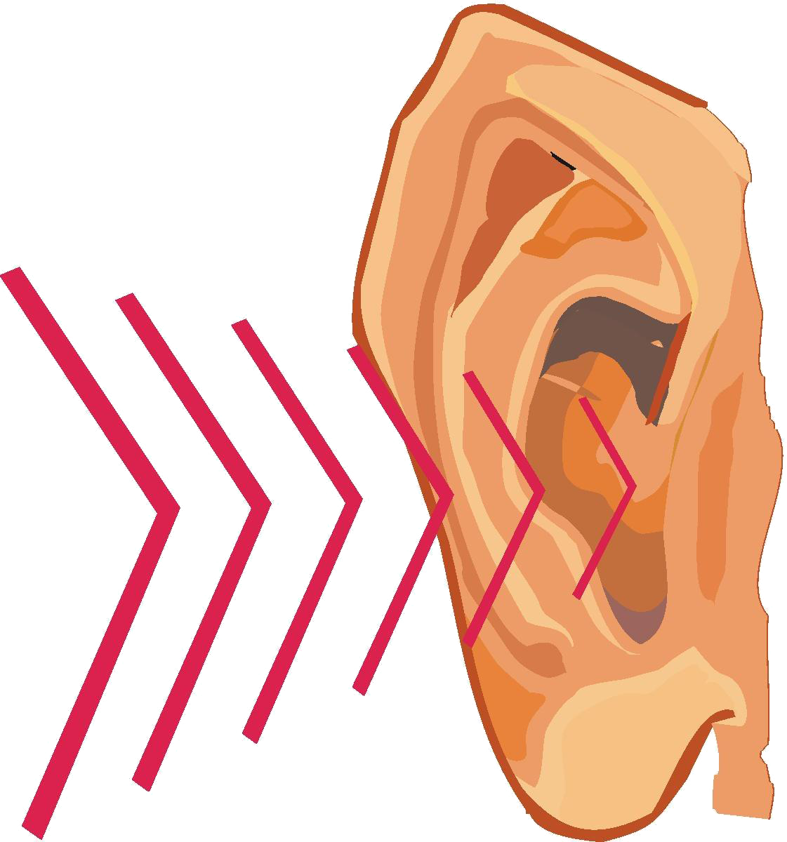 Clip Art Sense Of Hear Clipart Clip Art Library