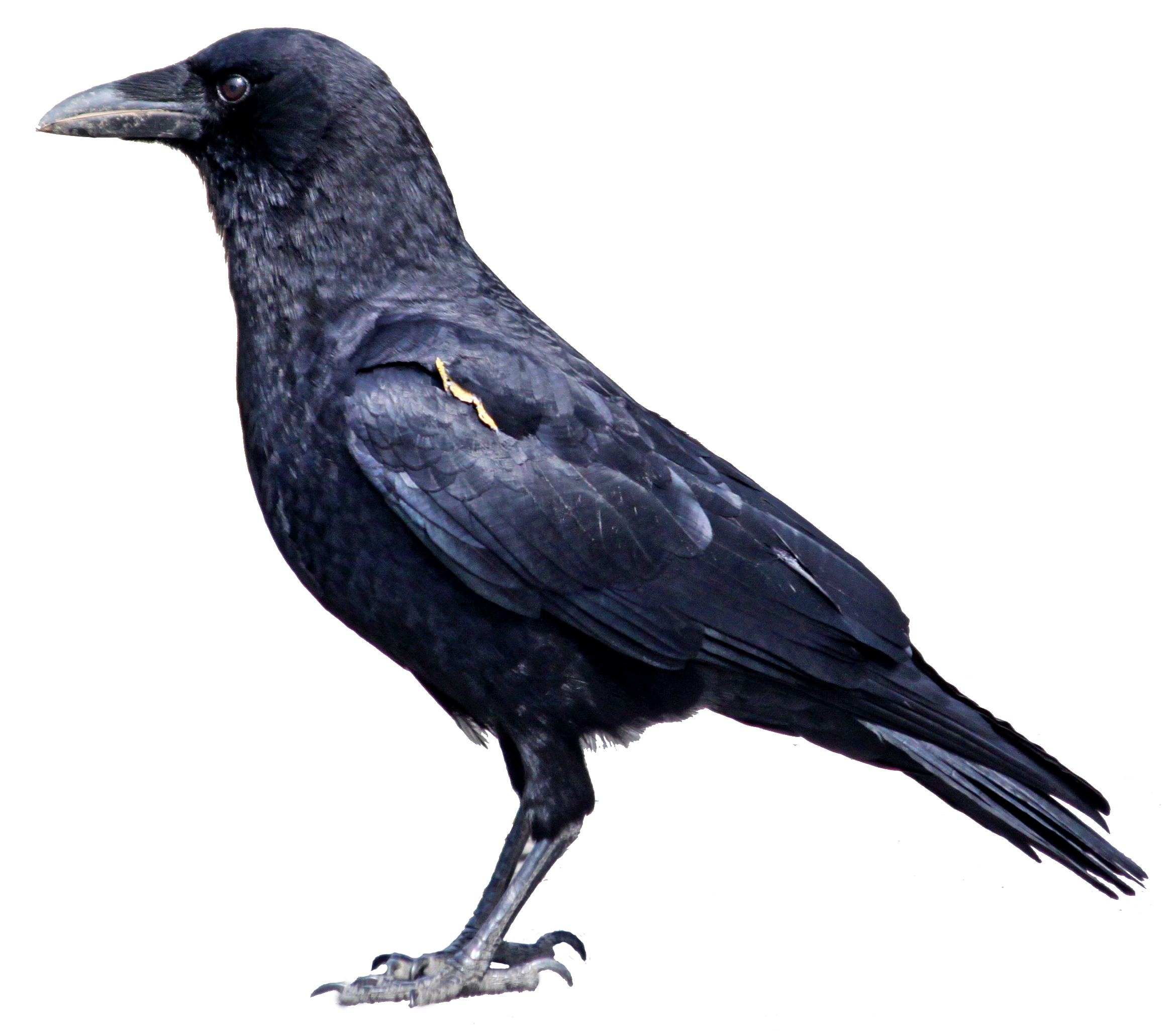 Crow clipart png