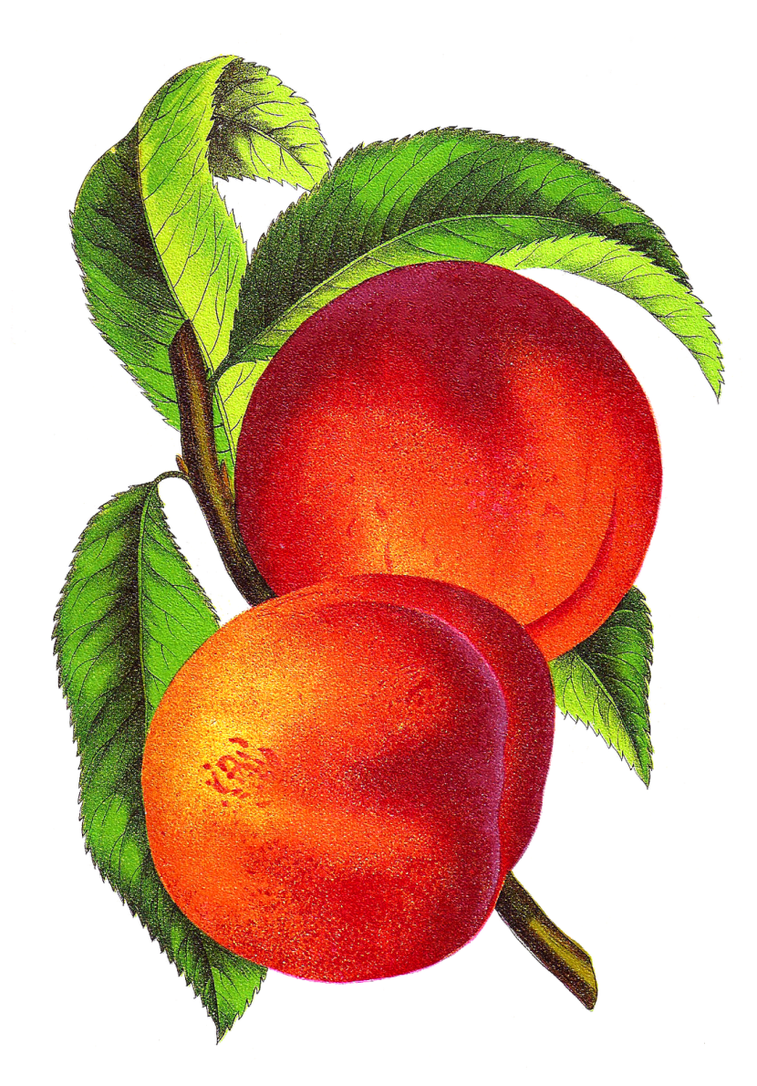 Peach Clip Art to Download