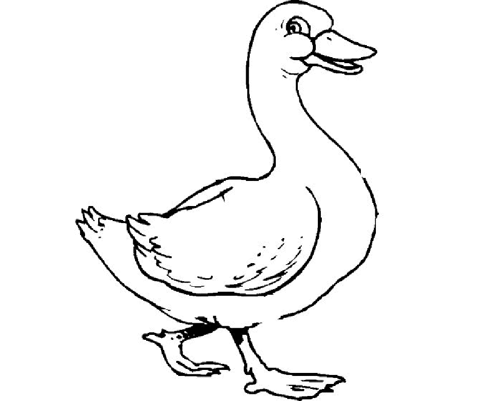 Drawing Pictures Of Ducks
